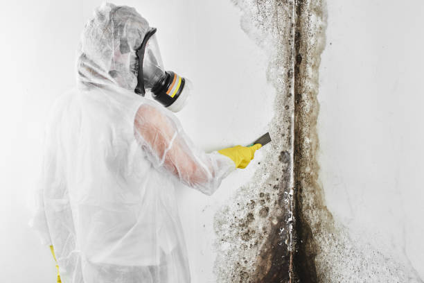 Mold Removal and Inspection in Parrish, AL